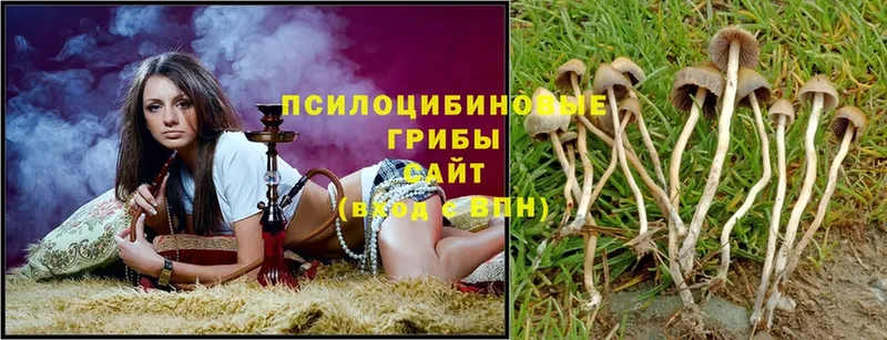 Псилоцибиновые грибы Psilocybe  Балей 